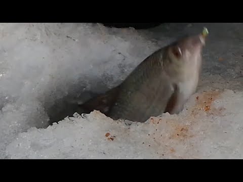 сорога (плотва) сошла с ума. БЕШЕНЫЙ КЛЁВ зимняя рыбалка