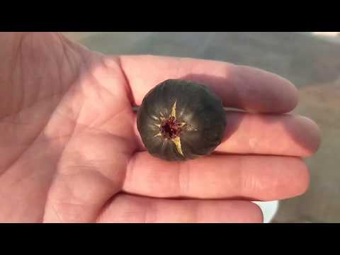 Сорт инжира Буржасот черный, Черный поздний (Bourjassotte noire).