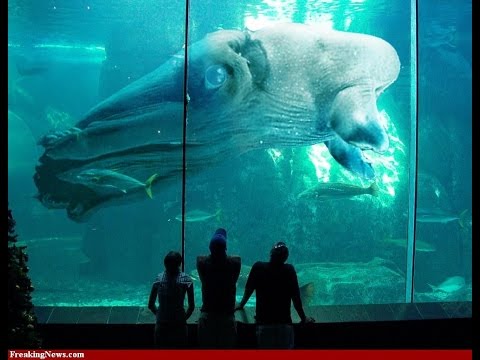 Удивительные животные в единственном экземпляре