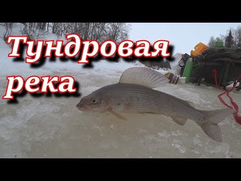 Хариус на тундровой реке