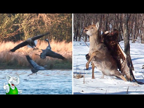 Хищные Птицы в Деле / На Что Способен Ястреб, Орёл, Дятел