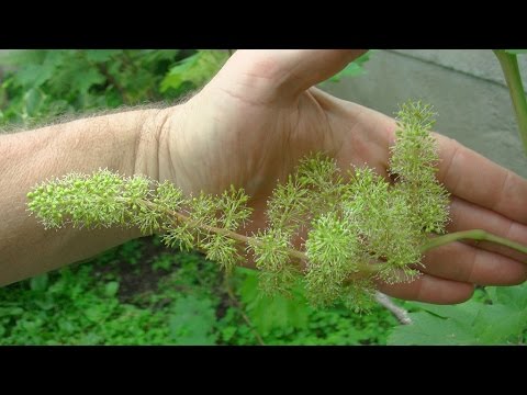 Цветение и опыление винограда. (Юпитер,Тимур,к-ш Лучистый)