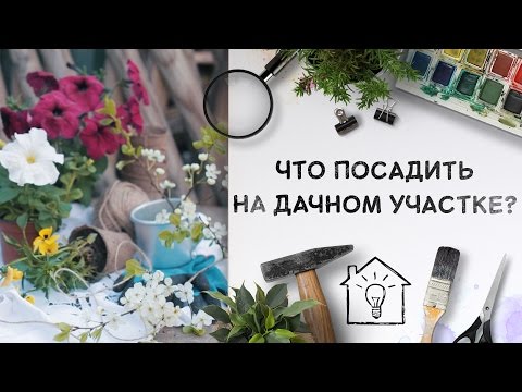 Что посадить на дачном участке? [Идеи для жизни]