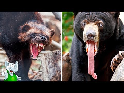 10 САМЫХ АГРЕССИВНЫХ ЖИВОТНЫХ В МИРЕ