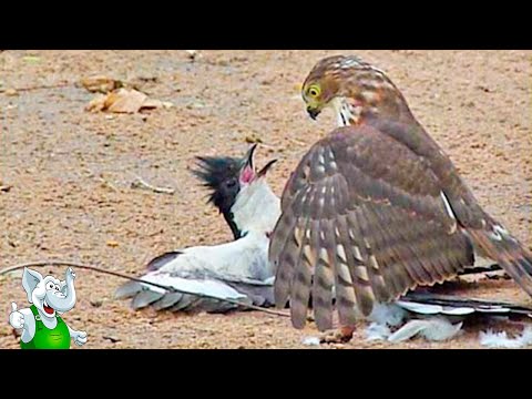 10 Сумасшедших Битв Животных Снятых На Камеру / 2 часть