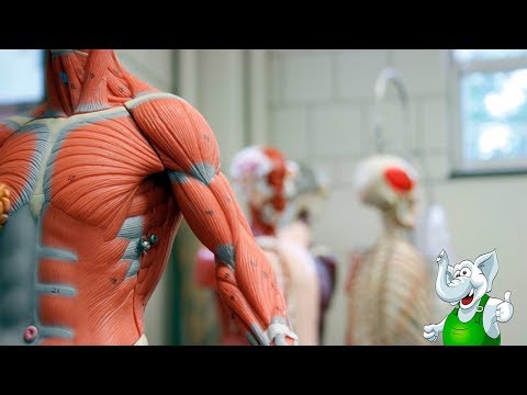 10 ФАКТОВ О ТЕЛЕ ЧЕЛОВЕКА, КОТОРЫХ ВЫ НЕ ЗНАЛИ