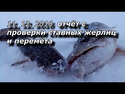 11 12 2016 отчёт с проверки ставных жерлиц и перемёта!