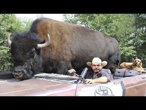 15 Самых необычных питомцев