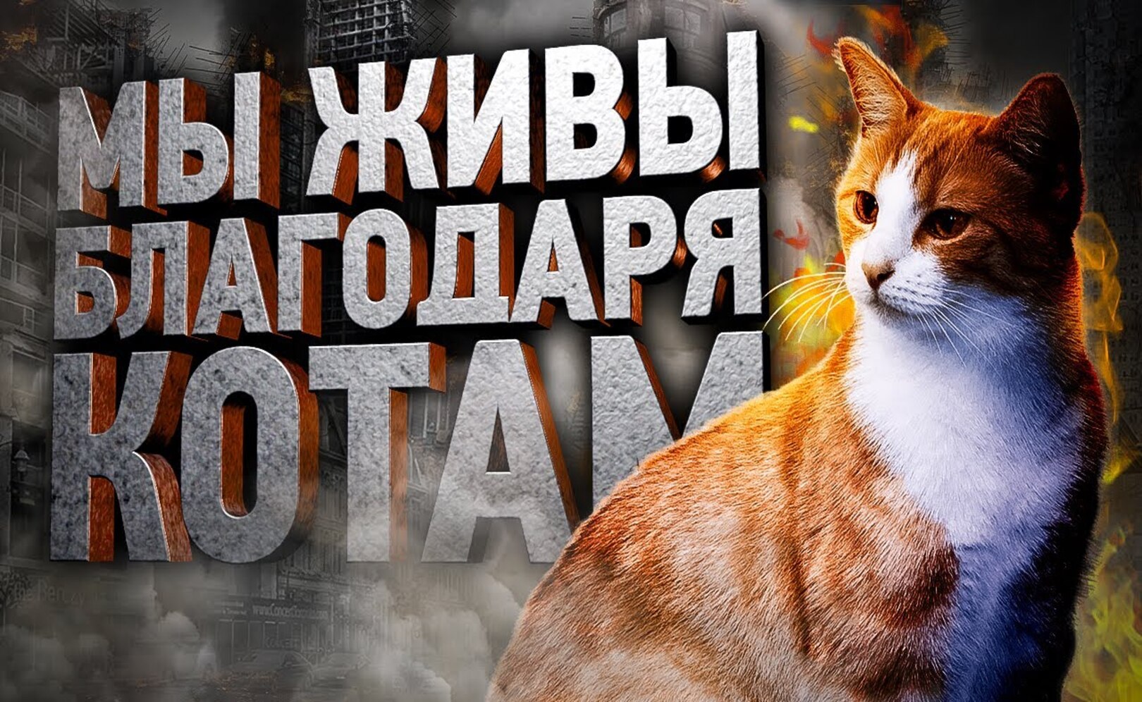 Как кошки тайно спасают нам жизнь