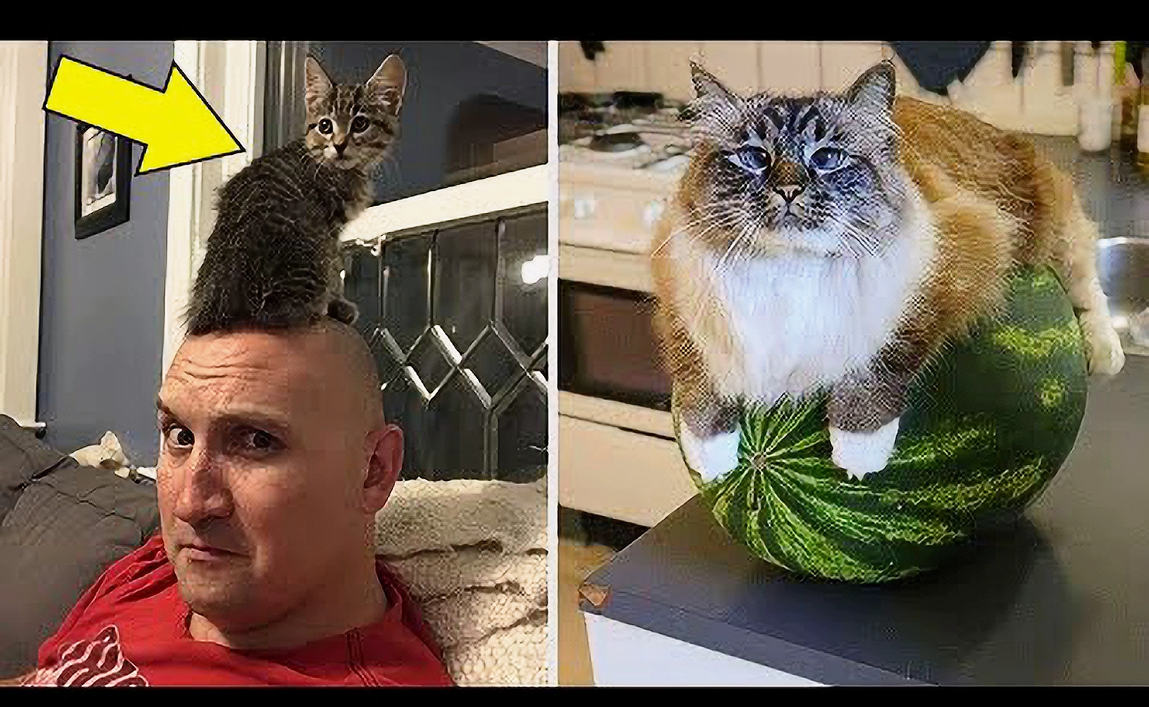 Эти Коты настолько круты, что нужно срочно на это посмотреть