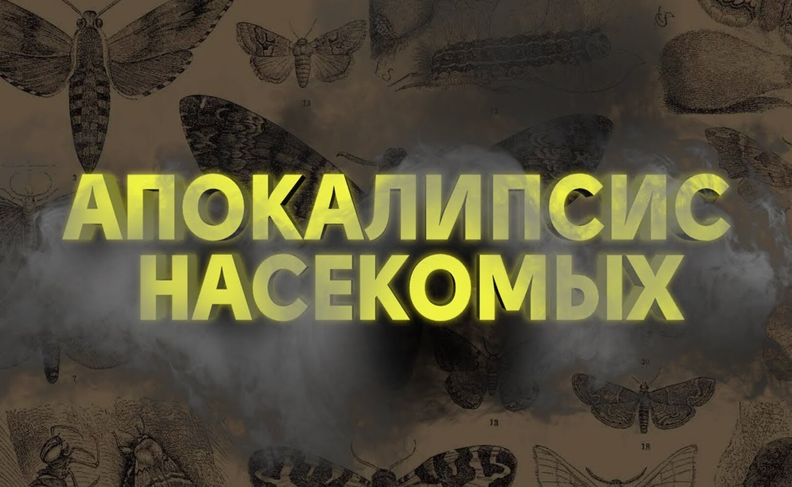 КУДА ИСЧЕЗЛИ ВСЕ НАСЕКОМЫЕ