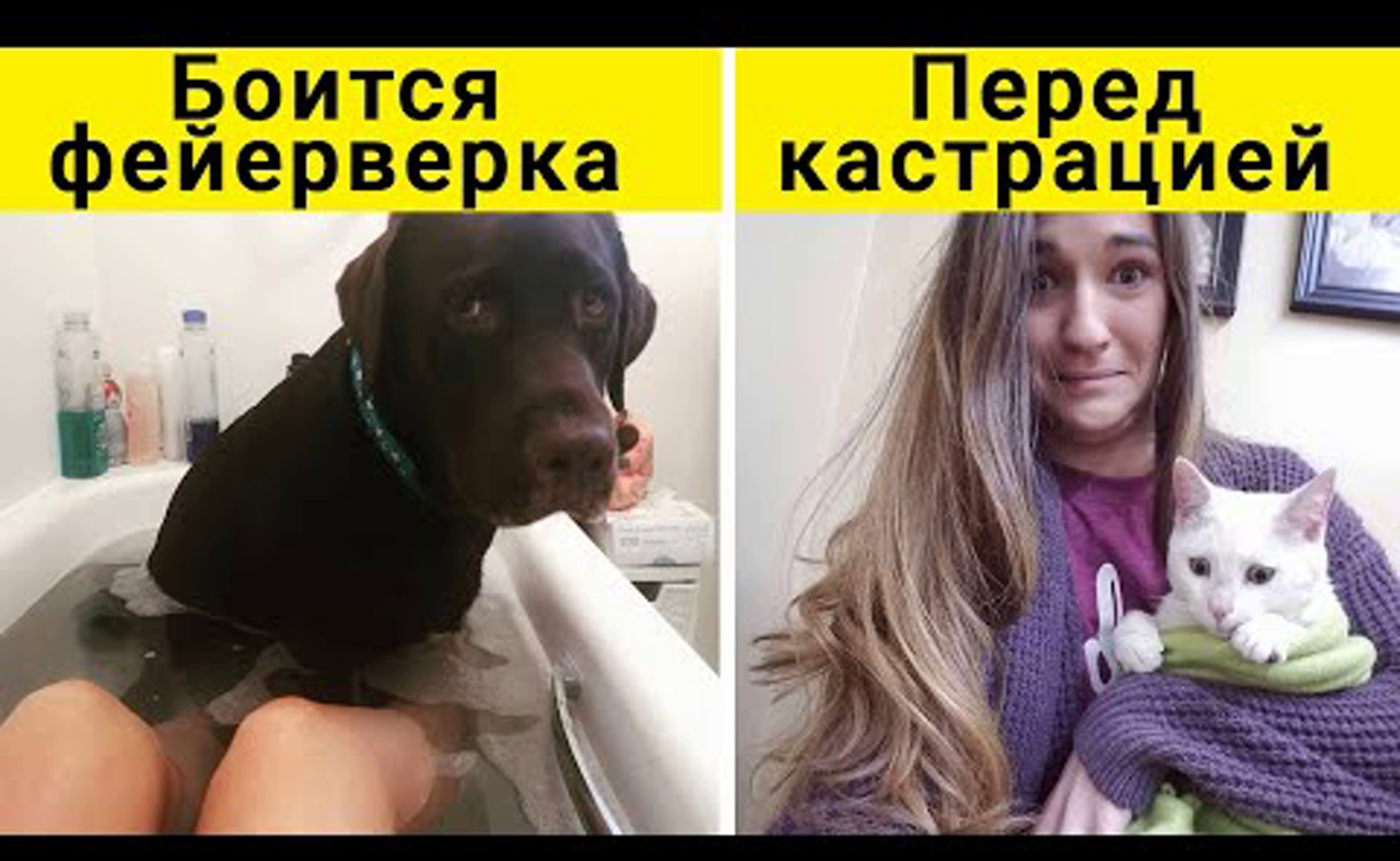 Животные, у которых был плохой день
