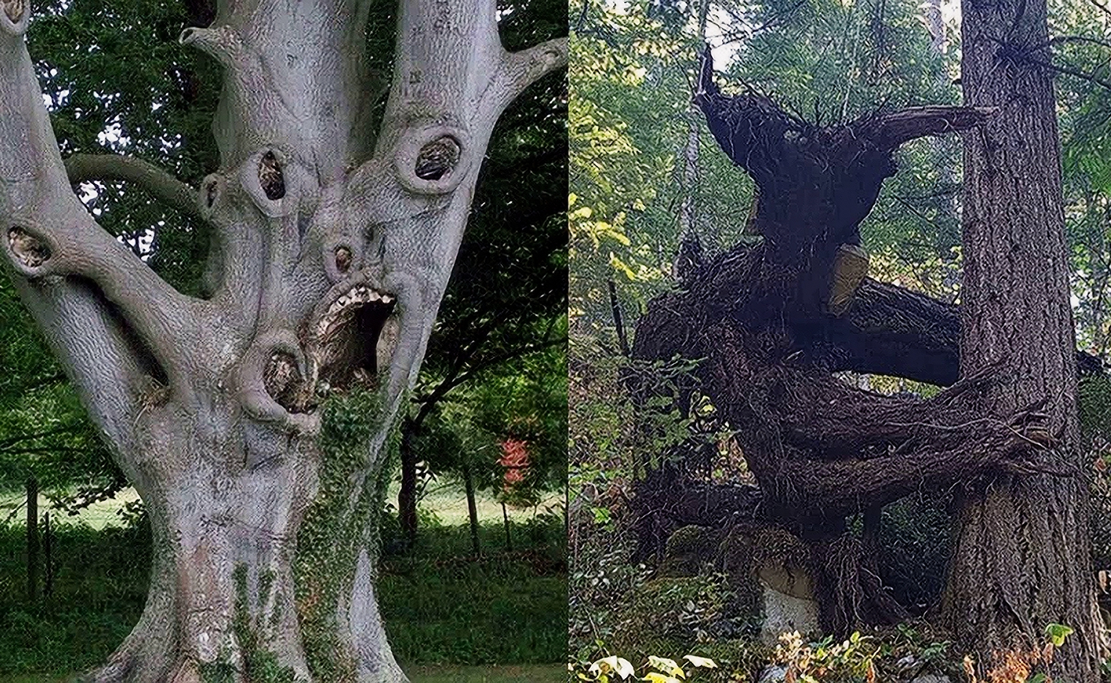 Деревья, которые явились из другого мира