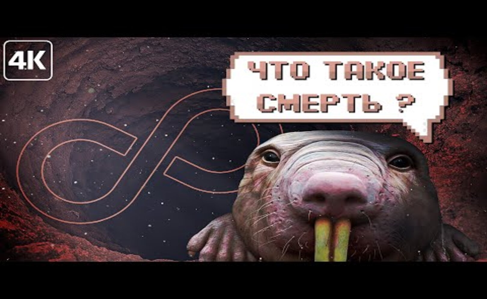 Животные - супергерои. Как забыть что такое смерть?