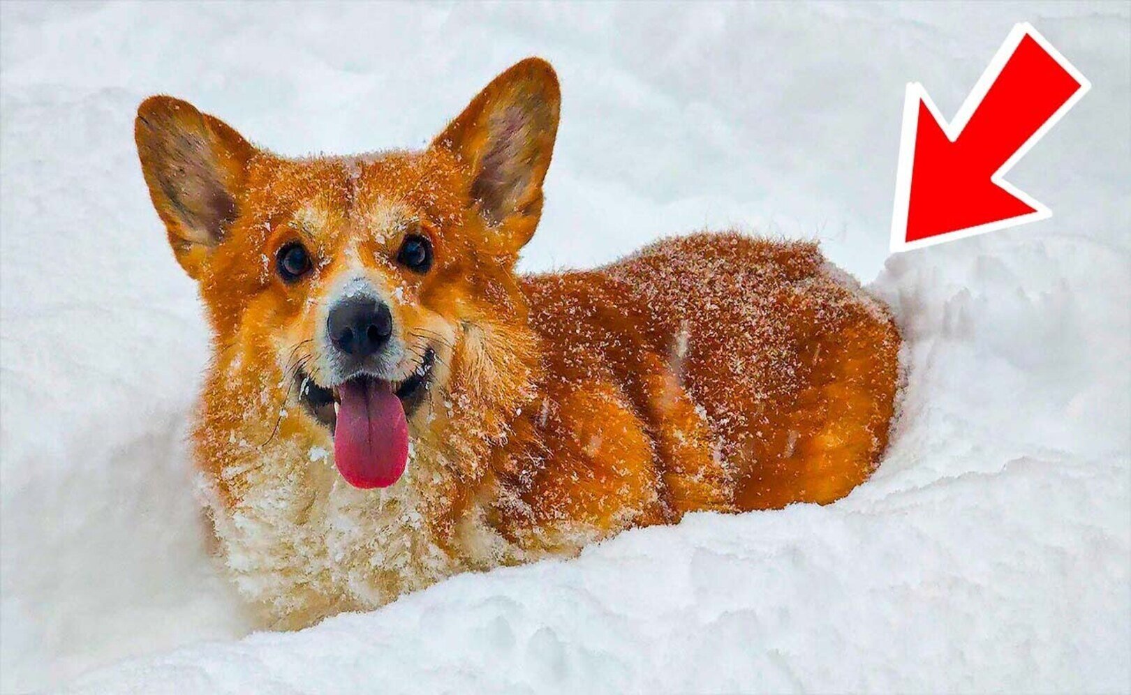 КОВАРНАЯ ПОПА - БУЛОЧКА С ПОВИДЛОЙ!!🤣 Лучшие серии зимы!! Корги Коржик Говорящая собака