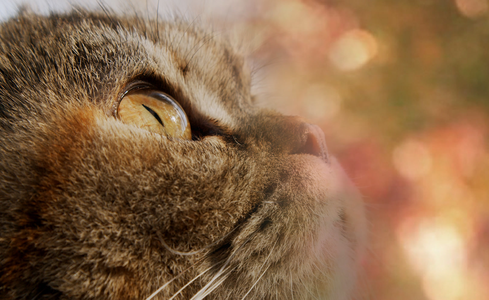 Котики