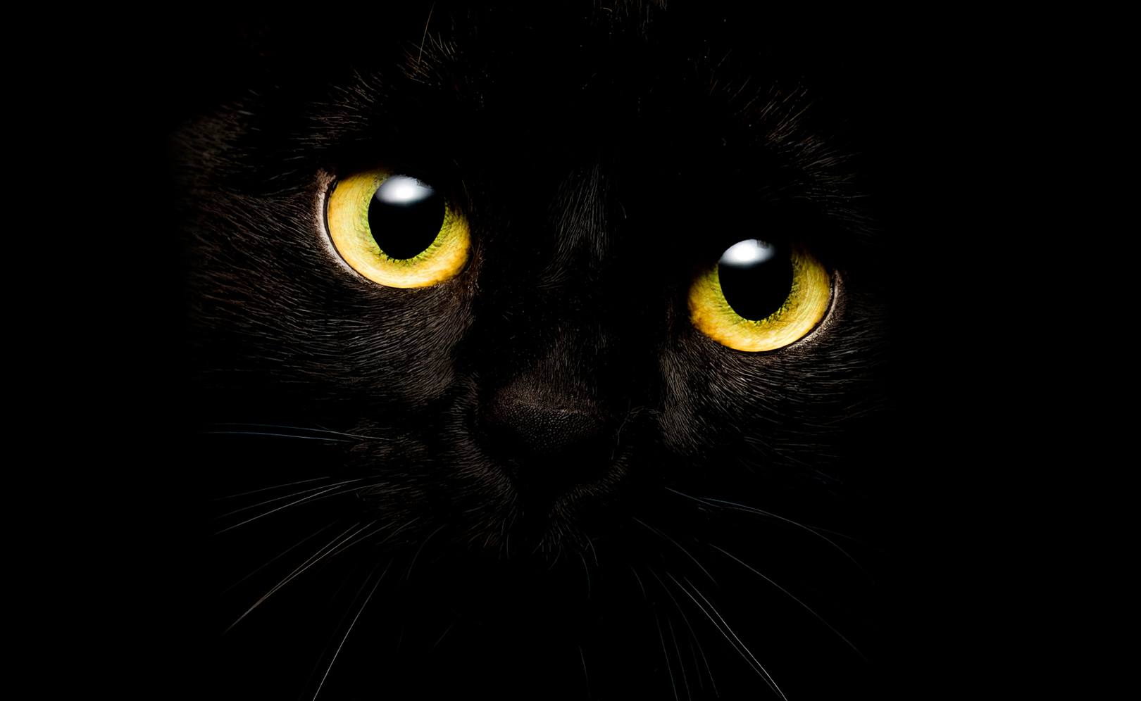 Я — кот