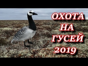 ВЕСНОВКА 2019 ОХОТА НА ГУСЕЙ 2019