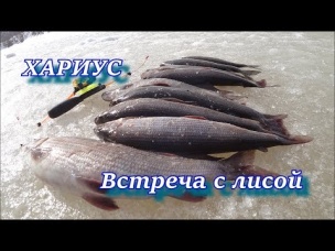 ЛУЧШИЙ ВЫЕЗД ЗА ХАРИУСОМ!!! Голодная лиса пыталась отжать рыбину!