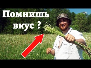 Мы ВСЕ ЕЛИ ЭТУ ТРАВУ в детстве