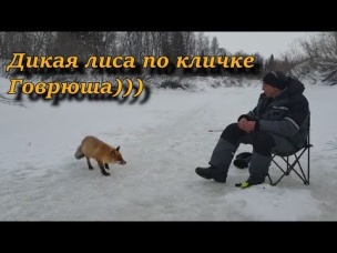 НЕНЕЦКИЙ А.О. край не пуганных животных .встреча с дикой лисой по кличке Говрюша