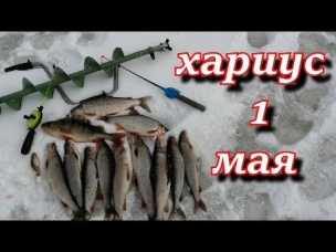 отличная рыбалка на хариуса со льда 1 мая.