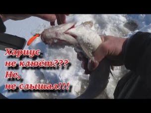 Отличный клёв хариуса на северной реке!!!