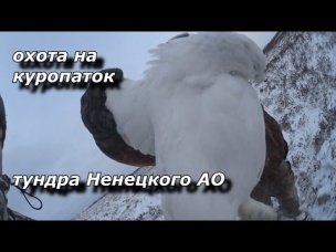 охота на куропаток. Тундра Ненецкого АО