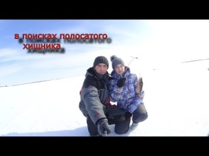 ОХОТНИКИ И РЫБОЛОВЫ ЗАПОЛЯРЬЯ. в поисках полосатого хищника