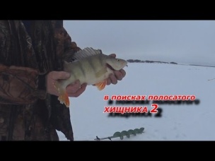 ОХОТНИКИ И РЫБОЛОВЫ ЗАПОЛЯРЬЯ. в поисках полосатого хищника 2