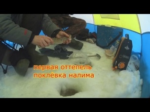 ОХОТНИКИ И РЫБОЛОВЫ ЗАПОЛЯРЬЯ. первая оттепель ПОКЛЁВКА НАЛИМА