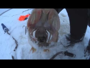 ОХОТНИКИ И РЫБОЛОВЫ ЗАПОЛЯРЬЯ. первый трофей ЩУКА 2 в 1