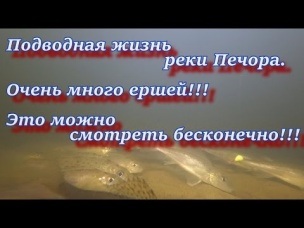 Подводная жизнь реки Печора. Очень много ершей!!! Это можно смотреть бесконечно!!!