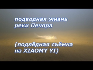 подводная жизнь реки Печора (подлёдная съёмка на XIAOMY YI)