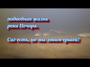 Подводная жизнь реки Печора Сиг есть, но мы ловим ершей!!!