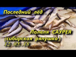 последний лёд ловля саурея сибирской ряпушки 12 05 18