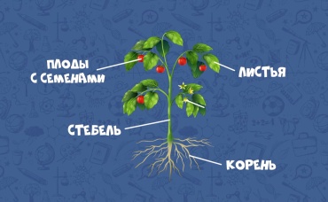 24-я серия