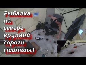 рыбалка на севере крупной сороги (плотвы)
