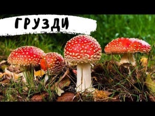 Солим Алтайские Грузди на Зиму по Местному Рецепту