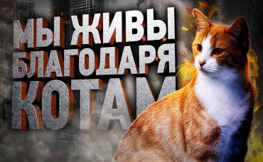 Как кошки тайно спасают нам жизнь