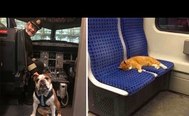 Животные в транспорте, которые ведут себя лучше людей