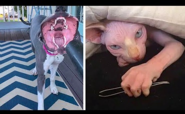 Животные, которые довели хозяев до сердечного приступа