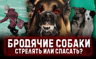 Бездомные собаки УБИВАЮТ людей в России! Кто в этом виноват и как защититься