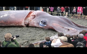 Рыбаки Поймали Самое Большое Существо За Всю Историю Земли...