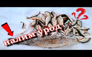 налим урод или как мы попали на безумный клёв Зимняя рыбалка 2021