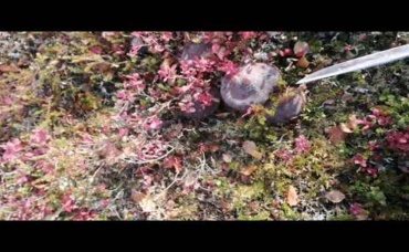 скоро на видео_ СБОР ЗАМОРОЖЕННЫХ ГРИБОВ_ ШОООК___ ТАК Я ЕЩЕ ГРИБЫ НЕ СОБИРАЛ____ СМОТРЕТЬ ВСЕМ___