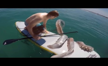 Невероятные Видео с Животными, Снятые на Камеру