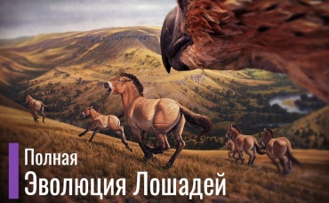 Реальная Эволюция Лошадей. Первобытные лошади