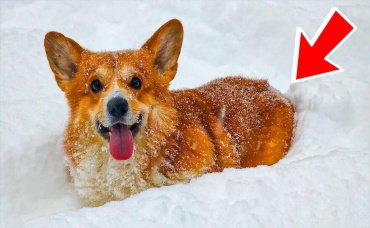 КОВАРНАЯ ПОПА - БУЛОЧКА С ПОВИДЛОЙ!!🤣 Лучшие серии зимы!! Корги Коржик Говорящая собака