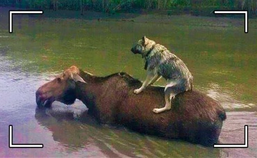 Животные Спасают друг друга. Удивительные Случаи!
